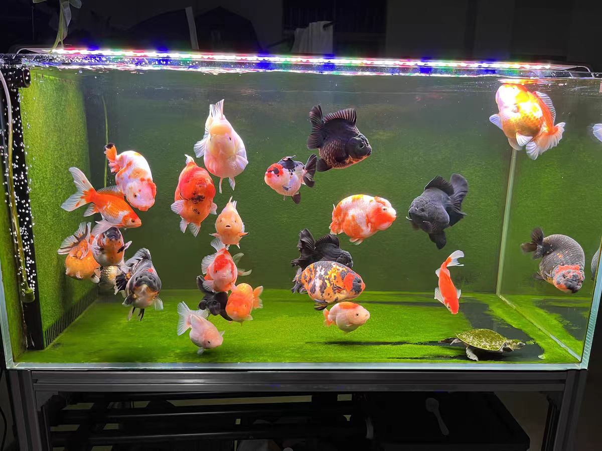 Lámpara LED para Acuario con L - Marine Aquarium In Clearwater reseña y precio